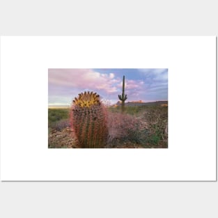 Saguaro And Giant Barrel Cactus With Panther And Safford Peaks In Distance Saguaro National Park Posters and Art